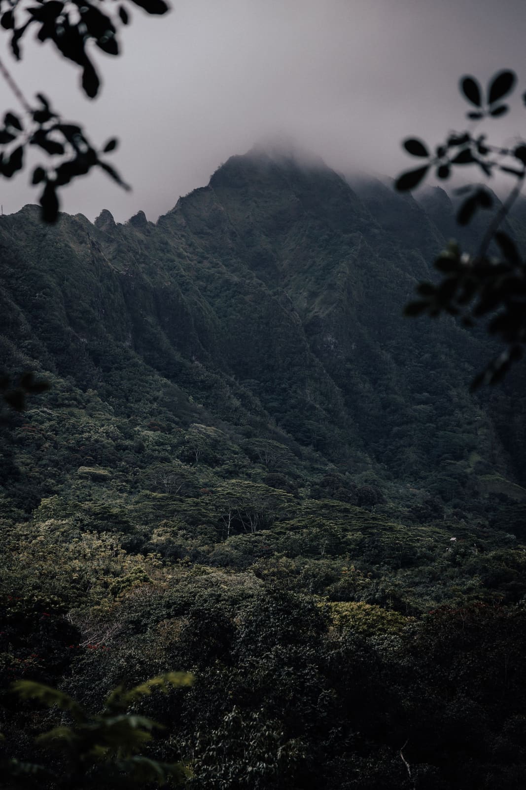 Misty ridgeline above Aiea, Oʻahu, where the practice has treated patients since 1995