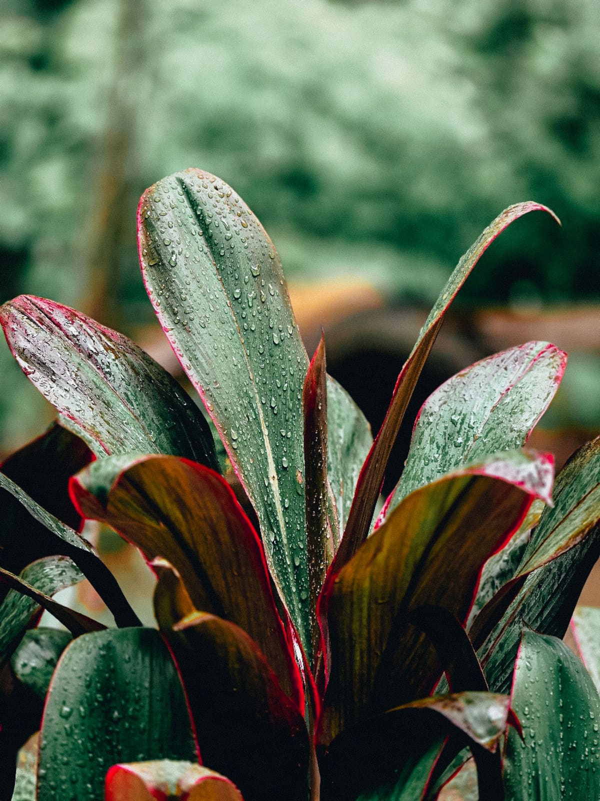 Rain-beaded tī leaves, the plant long used in Hawaiian lāʻau lapaʻau healing tradition